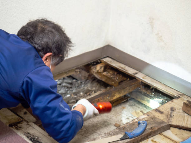 Best Crawl Space Mold Remediation in Banning, CA