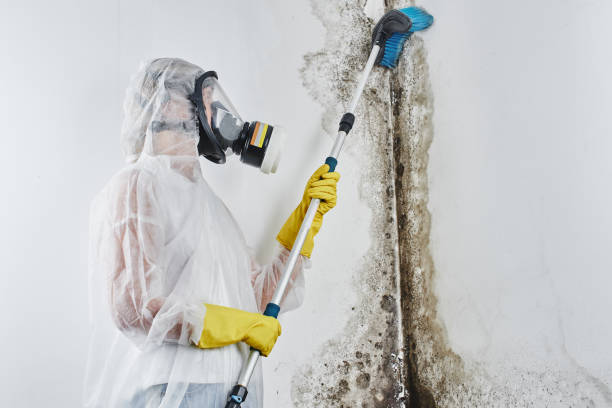 Best Localized Mold Remediation (e.g., coastal areas, humid climates) in Banning, CA