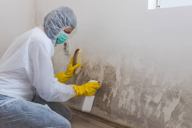 Best Industrial Mold Remediation in Banning, CA