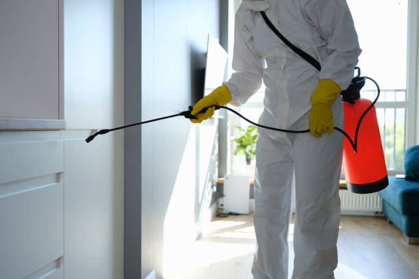 Best White Mold Remediation in Banning, CA