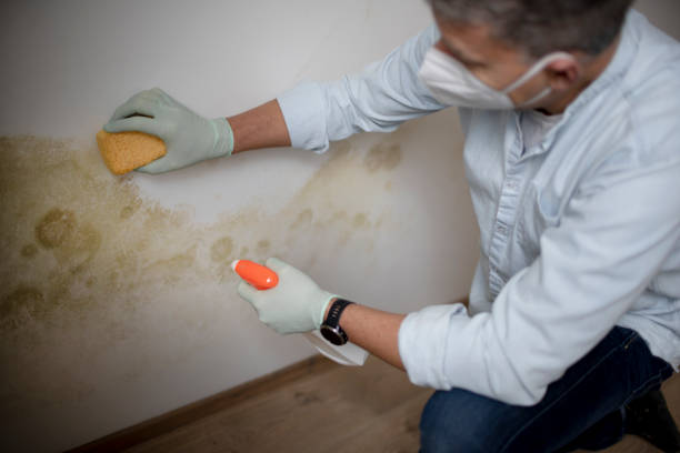 Trusted Banning, CA Mold Remediation Experts