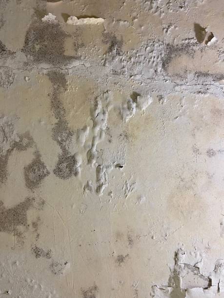 Best Mold Remediation for Specific Building Types in Banning, CA