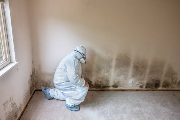 Best Insurance-Related Mold Remediation in Banning, CA